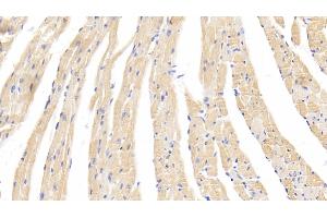 Detection of CASP1 in Mouse Cardiac Muscle Tissue using Polyclonal Antibody to Caspase 1 (CASP1) (Caspase 1 抗体  (AA 119-296))