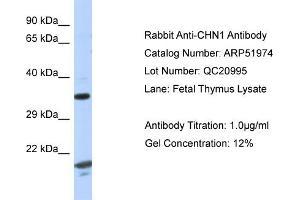 Western Blotting (WB) image for anti-rho GTPase Activating Protein 2 (ARHGAP2) (C-Term) antibody (ABIN2784719) (CHN1 抗体  (C-Term))