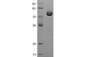 Validation with Western Blot (OTUB2 Protein (His tag))
