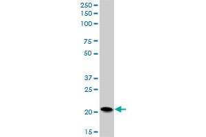 PFDN5 MaxPab polyclonal antibody. (PFDN5 抗体  (AA 1-154))