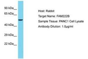 Image no. 1 for anti-Family with Sequence Similarity 222, Member B (FAM222B) (AA 435-484) antibody (ABIN6750640) (FAM222B 抗体  (AA 435-484))