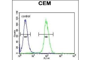 LIPC Antibody (N-term) (ABIN655196 and ABIN2844812) flow cytometric analysis of CEM cells (right histogram) compared to a negative control cell (left histogram). (LIPC 抗体  (N-Term))