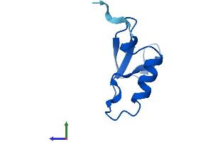 Protein Structure (PS) image for NOP10 Ribonucleoprotein Homolog (Nop10) (AA 1-64) protein (Fc Tag) (ABIN7549798)