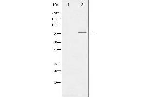 Western blot analysis of FOXO1/3/4-pan phosphorylation expression in Serum treated 293 whole cell lysates,The lane on the left is treated with the antigen-specific peptide. (FOXO1/3/4-pan 抗体  (pThr24, pThr32))