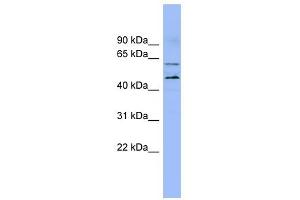 LMF1 antibody used at 1 ug/ml to detect target protein. (LMF1 抗体  (N-Term))