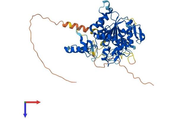 ZCCHC4 Protein (AA 1-513) (His tag)