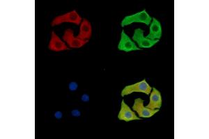 C12orf65 Antibody staining Hela cells by IF/ICC.