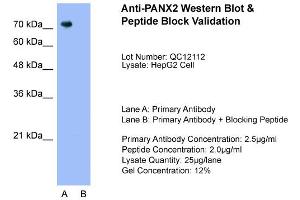 Host:  Rabbit  Target Name:  PANX2  Sample Type:  HepG2  Lane A:  Primary Antibody  Lane B:  Primary Antibody + Blocking Peptide  Primary Antibody Concentration:  2. (Pannexin 2 抗体  (N-Term))