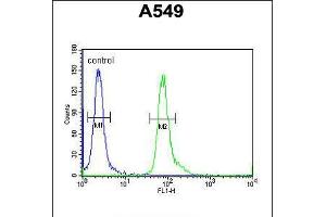 Flow cytometric analysis of A549 cells (right histogram) compared to a negative control cell (left histogram). (FAM46D 抗体  (AA 210-239))