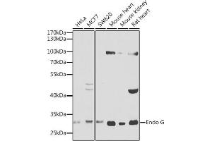Western blot analysis of extracts of various cell lines, using Endo G antibody (ABIN1679714, ABIN3015249, ABIN3015251 and ABIN6213901) at 1:1000 dilution. (Endonuclease G 抗体  (AA 49-297))