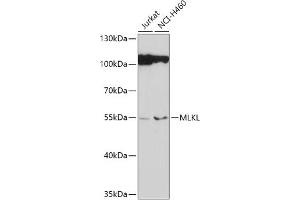 Western blot analysis of extracts of various cell lines, using MLKL antibody (ABIN6130557, ABIN6143881, ABIN6143885 and ABIN6217453) at 1:1000 dilution. (MLKL 抗体)