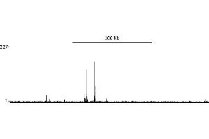 ChIP DNA-Sequencing (ChIP-seq) image for anti-Estrogen Receptor 1 (ESR1) (AA 1-50) antibody (ABIN7454639)