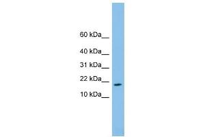 FAM19A4 antibody used at 1 ug/ml to detect target protein. (FAM19A4 抗体  (Middle Region))