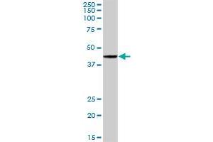 Western Blotting (WB) image for anti-POU domain, class 2, transcription factor 2 (POU2F2) (AA 1-400) antibody (ABIN519047)