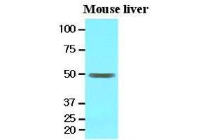 The extracts of mouse liver (30 ug) were resolved by SDS-PAGE, transferred to nitrocellulose membrane and probed with anti-human EPHX1 (1:1000). (EPHX1 抗体  (AA 21-455))