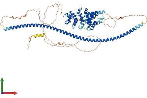 AlphaFold protein structure predicition of Human Recombinant CCDC138 Protein, UniprotID Q96M89