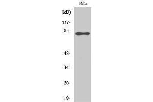 Western Blotting (WB) image for anti-RAD17 (RAD17) (pSer645) antibody (ABIN3182190) (RAD17 抗体  (pSer645))