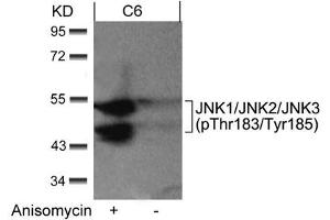 Western blot analysis of extracts from C6 cells untreated or treated with anisomycin using JNK1/JNK2/JNK3(phospho-Thr183/Tyr185) Antibody. (MAPK8/MAPK9/MAPK1 (pThr183), (pTyr185) 抗体)