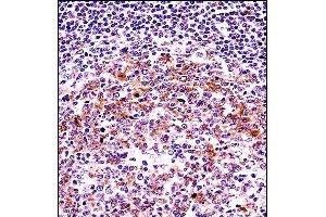 VASP Antibody (C-term) (ABIN657920 and ABIN2846867) immunohistochemistry analysis in formalin fixed and paraffin embedded human tonsil tissue followed by peroxidase conjugation of the secondary antibody and DAB staining. (VASP 抗体  (C-Term))