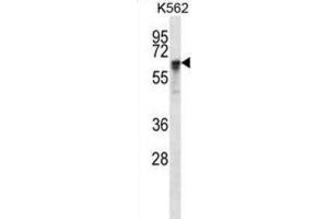 Western Blotting (WB) image for anti-Nuclear RNA Export Factor 1 (NXF1) antibody (ABIN2998058) (NXF1 抗体)