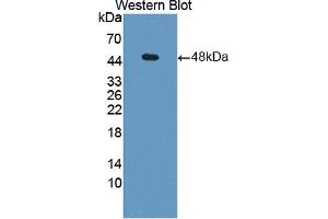 Western blot analysis of recombinant Human PGK1. (PGK1 抗体  (AA 2-417))