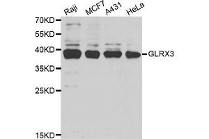 Western Blotting (WB) image for anti-Glutaredoxin 3 (GLRX3) antibody (ABIN1980259) (GLRX3 抗体)