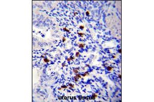 TNN Antibody (Center) (ABIN657541 and ABIN2846556) immunohistochemistry analysis in formalin fixed and paraffin embedded human uterus tissue followed by peroxidase conjugation of the secondary antibody and DAB staining. (Tenascin N 抗体  (AA 587-615))