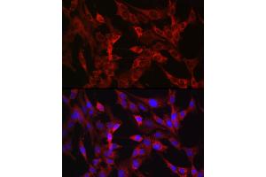 Immunofluorescence (IF) image for anti-Transmembrane Protease, serine 2 (TMPRSS2) (AA 140-400) antibody (ABIN6149286)