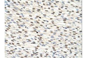 Image no. 3 for anti-Zinc Finger Protein 274 (ZNF274) (AA 87-136) antibody (ABIN203353) (ZNF274 抗体  (AA 87-136))