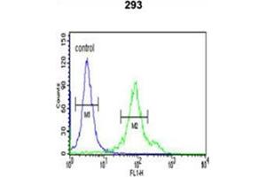 Flow cytometric analysis of 293 cells using CYP27B1 Antibody (C-term) Cat. (CYP27B1 抗体  (C-Term))