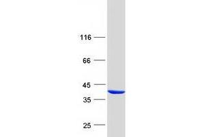 Western Blotting (WB) image for Pirin (PIR) (Transcript Variant 1) protein (Myc-DYKDDDDK Tag) (ABIN2729015)