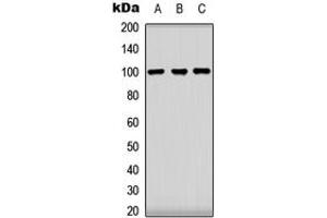 Western blot analysis of CLOCK expression in HeLa (A), HEK293T (B), NIH3T3 (C) whole cell lysates.