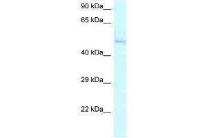 WB Suggested Anti-AMBN Antibody Titration: 1.