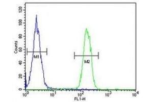 ARG1 antibody flow cytometric analysis of MDA-MB231 cells (green) compared to a negative control (blue). (Liver Arginase 抗体  (AA 293-322))