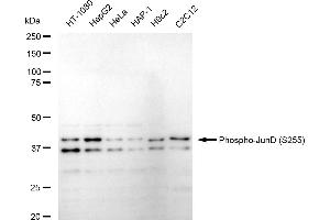 Western blotting analysis using Phospho-JunD (S255) antibody (ABIN7799144). (Recombinant JunD 抗体  (pSer255))