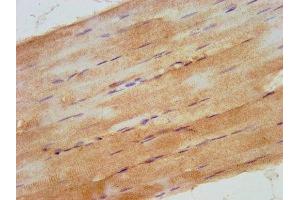 IHC image of ABIN7168050 diluted at 1:500 and staining in paraffin-embedded human skeletal muscle tissue performed on a Leica BondTM system. (RHOU 抗体  (AA 1-48))