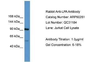 WB Suggested Anti-LPA  Antibody Titration: 0. (LPA 抗体  (Middle Region))