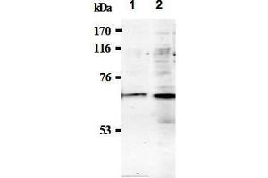 Western Blotting (WB) image for anti-Synaptotagmin I (SYT1) (AA 1-20), (N-Term) antibody (ABIN1449190) (SYT1 抗体  (N-Term))