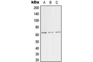 Western blot analysis of TFE3 expression in HeLa (A), mouse lung (B), PC12 (C) whole cell lysates.
