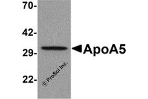 Western Blotting (WB) image for anti-Apolipoprotein A-V (APOA5) (C-Term) antibody (ABIN1030250) (APOA5 抗体  (C-Term))