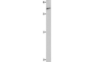 Western Blotting (WB) image for anti-Nuclear Apoptosis Inducing Factor 1 (NAIF1) antibody (ABIN2428455) (NAIF1 抗体)