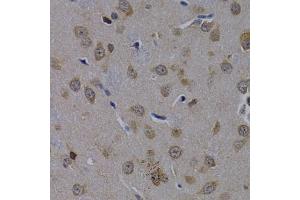 Immunohistochemistry of paraffin-embedded rat brain using POLR2L antibody (ABIN1874190) at dilution of 1:200 (40x lens). (POLR2L 抗体)