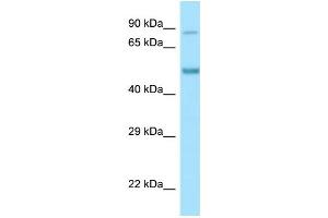 Host: Rabbit Target Name: Clk4 Antibody Dilution: 0. (CLK4 抗体  (N-Term))