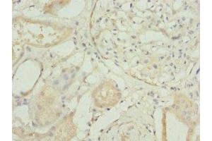 Immunohistochemistry of paraffin-embedded human kidney tissue using ABIN7166333 at dilution of 1:100 (RP2 抗体  (AA 1-350))
