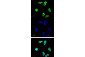 Histone H3 dimethyl Lys27 antibody tested by immunofluorescence.