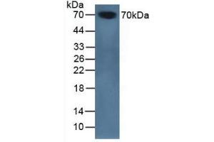 Figure. (SERPINA10 抗体  (AA 22-448))