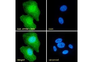 (ABIN335118) Immunofluorescence analysis of paraformaldehyde fixed U2OS cells, permeabilized with 0.