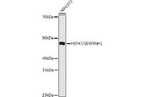 Western blot analysis of extracts of various cell lines, using HSP47/SERPINH1 antibody  at 1:1000 dilution. (SERPINH1 抗体)