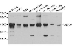 Western Blotting (WB) image for anti-ArsA Arsenite Transporter, ATP-Binding, Homolog 1 (ASNA1) (AA 1-348) antibody (ABIN6220342) (ASNA1 抗体  (AA 1-348))