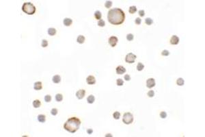 Immunocytochemical staining of MCF-7 cells with KAL1 polyclonal antibody  at 5 ug/mL. (KAL1 抗体  (Internal Region))
